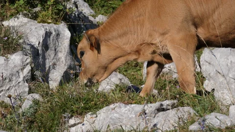 High mountain calf Видео 137664971