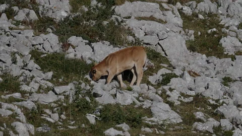 High mountain calf Stockbeeldmateriaal 137695228