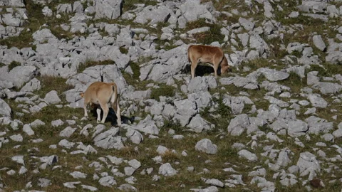 High mountain calves Stockbeeldmateriaal 137665082