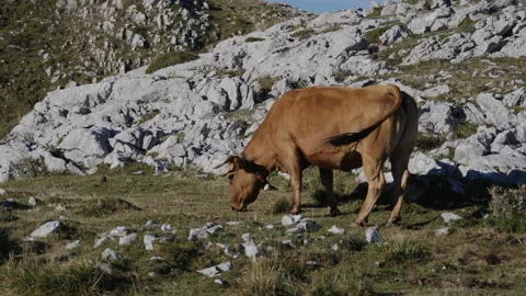 High mountain cow Stockbeeldmateriaal 137665033