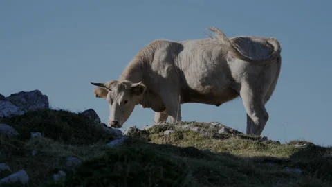 High mountain cow 動画素材 137665110