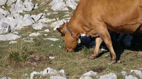 High mountain cow 動画素材 137665165