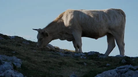 High mountain cow Vídeo Stock 137665205