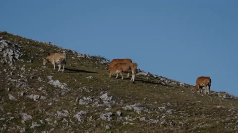 High mountain cows 動画素材 137665246