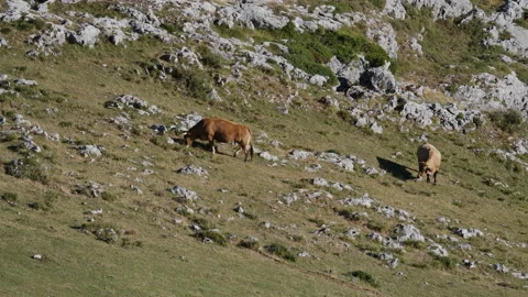 High mountain cows Stockbeeldmateriaal 137695302