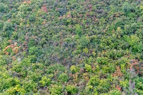 A high mountain with many trees of different colors Stock Photos