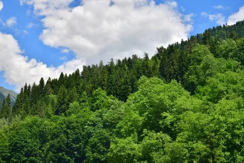High mountain mixed forest of coniferous and deciduous trees on a mountain slope Stock Photos