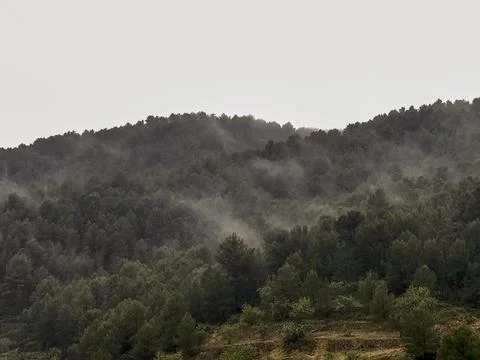 High mountain pine forest covered by fog early in the day Stock Photos