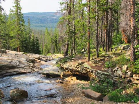 High Mountain Stream Cutting Through the Trees Stock Photos