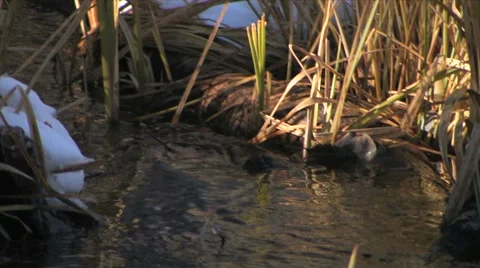 A high mountain stream sparkles in the sun light in central Utah 스톡 동영상 56222972