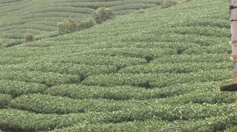 High-Mountain Tea Plantation 스톡 동영상 39589145