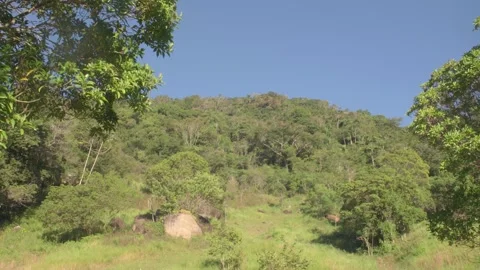 High mountain with trees Stock Footage 260822529