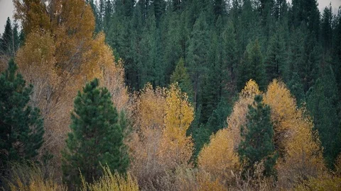 High Mountain Trees with Orange and Yellow Leaves Swaying in the Breeze Stock Footage 90870299