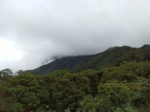 High mountain vegetation Stock Photos