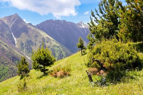 High mountains behind a hillside with pine trees. Stock Photos