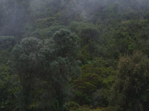High in the mountains, the clouds descended on trees Stock Footage 83361103