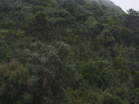 High in the mountains, the clouds descended on trees Stock Footage 83361350