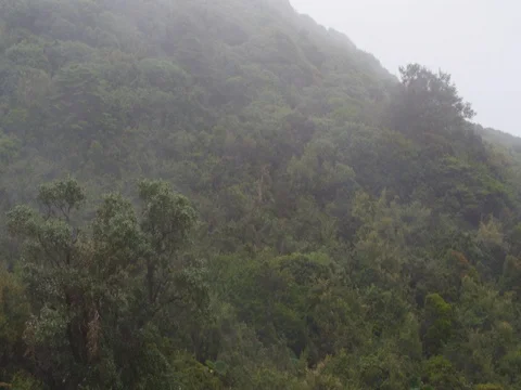 High in the mountains, the clouds descended on trees Stock Footage 83361416