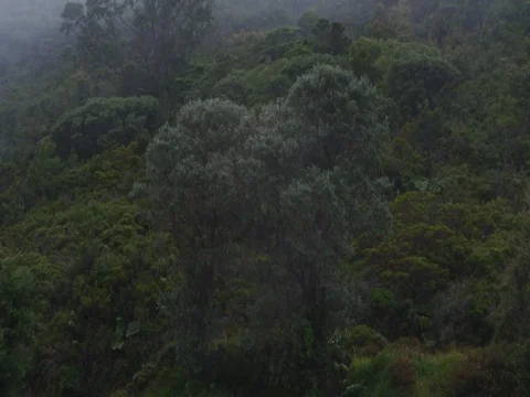 High in the mountains, the clouds descended on trees Stock Footage 83361567