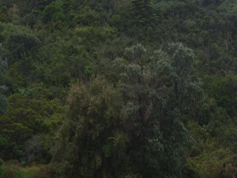 High in the mountains, the clouds descended on trees Stock Footage 83361569