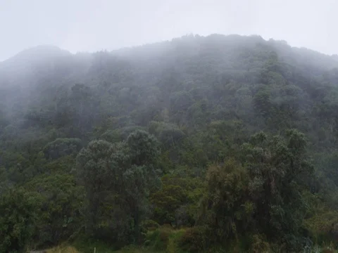 High in the mountains, the clouds descended on trees Stock Footage 83365482
