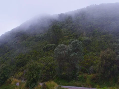 High in the mountains, the clouds descended on trees Stock Footage 83366094