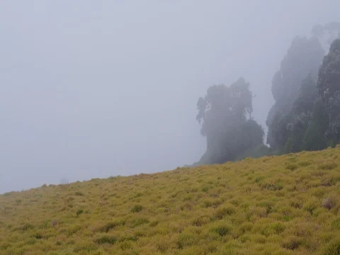 High in the mountains, the clouds descended on trees Stock Footage 83371687