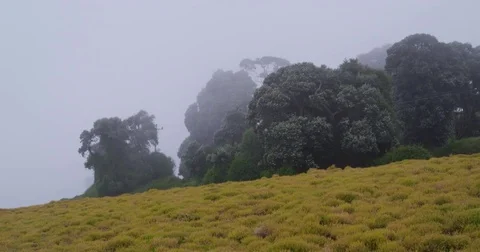 High in the mountains, the clouds descended on trees Stock Footage 83371788