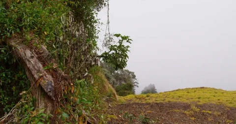 High in the mountains, the clouds descended on trees Stock Footage 83375967