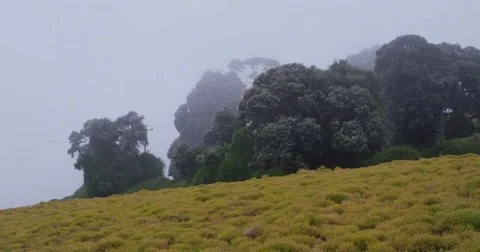 High in the mountains, the clouds descended on trees Stock Footage 83376152