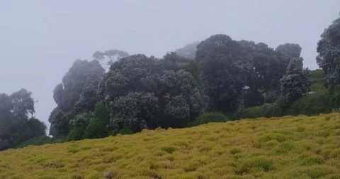 High in the mountains, the clouds descended on trees Stock Footage 83376871