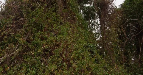 High in the mountains, the clouds descended on trees Stock Footage 83384980