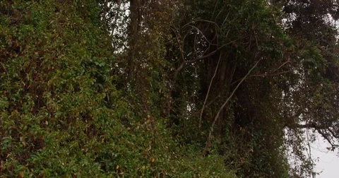 High in the mountains, the clouds descended on trees Stock Footage 83385045