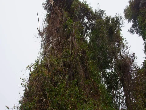 High in the mountains, the clouds descended on trees Stock Footage 83385106