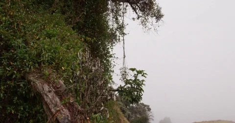 High in the mountains, the clouds descended on trees Stock Footage 83385281