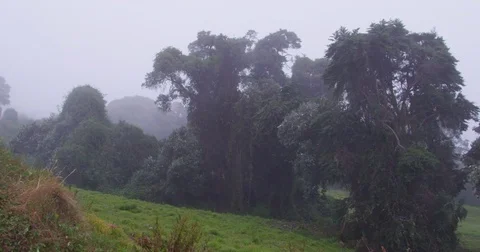 High in the mountains, the clouds descended on trees Stock Footage 83389079
