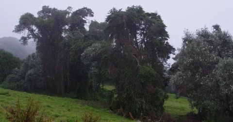 High in the mountains, the clouds descended on trees Stock Footage 83389125