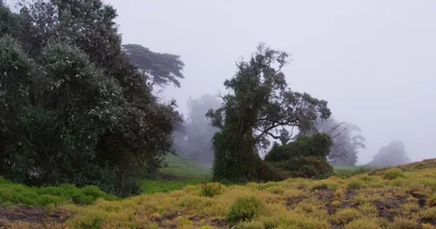 High in the mountains, the clouds descended on trees Stock Footage 83389650