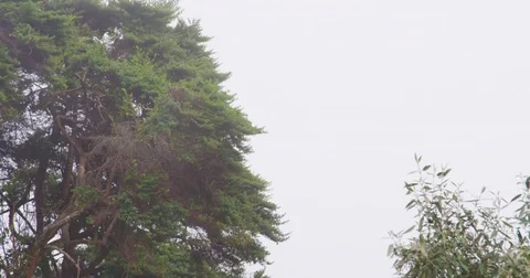 High in the mountains, the clouds descended on trees Stock Footage 83390201