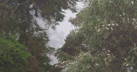 High in the mountains, the clouds descended on trees Stock Footage 83391543