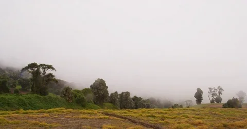 High in the mountains, the clouds descended on trees Stock Footage 85141619