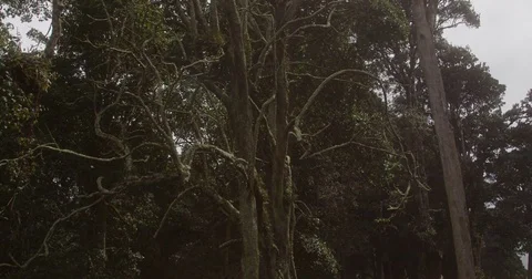 High in the mountains, the clouds descended on trees Stock Footage 85154452