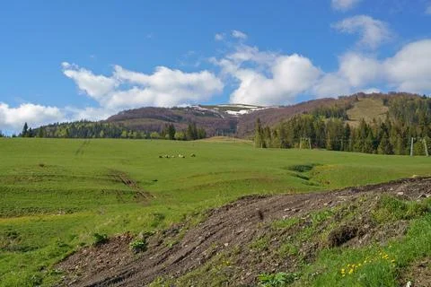 High in the mountains shepherds graze cattle among the panorama of wild for.. Stock Photos
