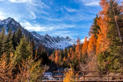 High mountains with snow surrounded by pine trees with orange-red foliage Stock Photos