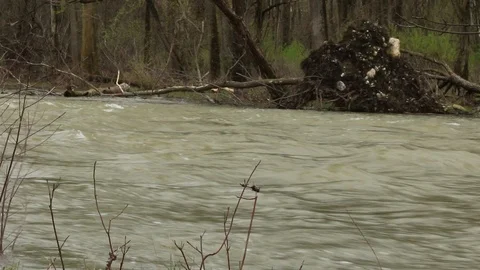 High moving river water in Canada. Filmed in 2019 when a lot of floods Stock Footage 107402768