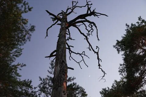 High old dead tree at night or evening. In forest. View from down top Stock Photos
