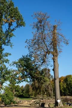 High old tree with partly cut top and autumn leaves in a clearing area against Stock Photos