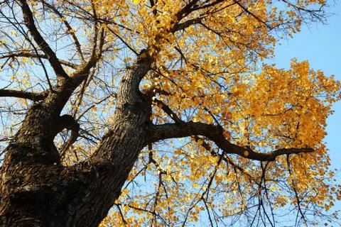 High old tree under blue sky. Stock Photos
