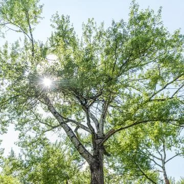 High old tree with white bark aspen. Square photo. Stock Photos