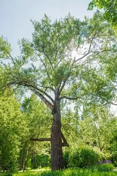 High old tree with white bark aspen. Vertical shot. Stock Photos